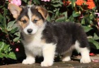 Welsh Pembroke corgi tri barevn t. Byli vychovni v naem dom spolu se svou matkou a ttou. s certifiktem 5 generace, oderven okovn