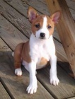 Basenji tata k adopci