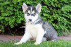 modr oko tn Sibiskho Husky