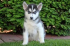 modr oko tn Sibiskho Husky