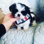 Krsn ttka Shih-tzu