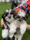 2  mini tata Shih-Tzu 2  mini tata Shih-Tzu