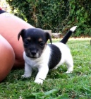 jack russell terrier s PP