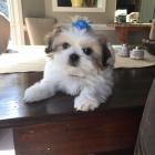 roztomil shih tzu tata.