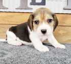 BEAGLE