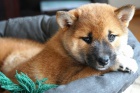 Shiba Inus pro nov domovy k adopci