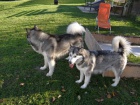 Aljask  Malamute jsou k dispozici co nejdve