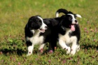 Border Collie tata k dispozici mu a ena