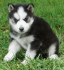 Modr oi Sibisk husky na prodej