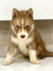 Modr oi sibisk husky