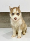 Modr oi sibisk husky