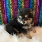 POMERANIAN MINI