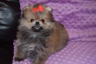 POMERANIAN MINI