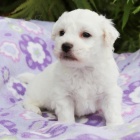 zdrav Bichon frise