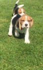   Krsn ttka Beagle