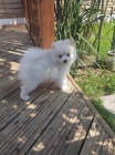   Skvl Pomeranian tata