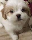 roztomil tata shih-tzu