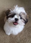 roztomil tata shih-tzu