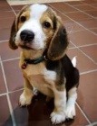 roztomil beagle tata