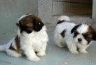 roztomil tata shih-tzu