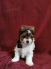 Biewer a Biro Yorkshire Terrier s PP