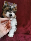 Biewer a Biro Yorkshire Terrier s PP