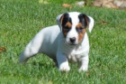 JACK RUSSEL TERIER