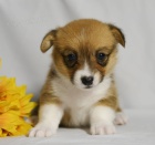 Krsn okovan Pembroke Welsh Corgis