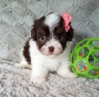 Krsn okovan Havanese tata