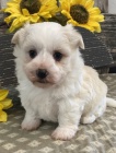 Havanese ttka na prodej