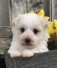 Havanese ttka na prodej