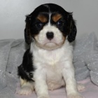 Zdrav ttka King Charles Spaniel jsou k dispozici