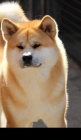 Akita inu