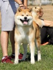 Akita inu