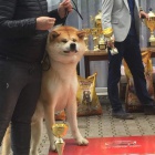 Akita inu