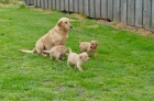 Labrador Retriever - teniatka s rodokmeom