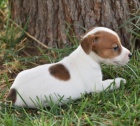 Jack russell terrier 