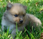 Nmeck pic / pomeranian