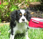 12 tdn star tata Cavalier King Charles 