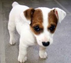 FANTASTICK JACK RUSSELL