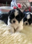 Milujc shih tzu