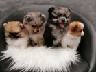 Pomeranian / pic tata  Ahoj vichni