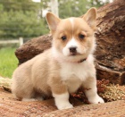 milujc Welsh Corgi (Pembroke)