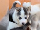 istokrevn tata sibiskho husky