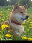 tata shiba inu