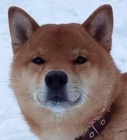 tata shiba inu