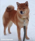 tata shiba inu