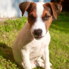 ttka Jack Russell k adopci.