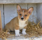 milujc Welsh Corgi Pembroke