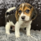 Krsn ttka Beagle